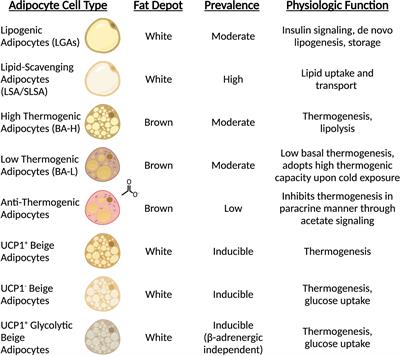 Deconstructing Adipose Tissue Heterogeneity One Cell at a Time